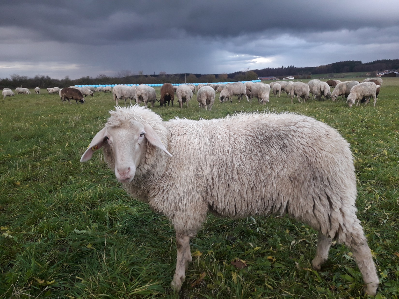 schaf vor sturm
