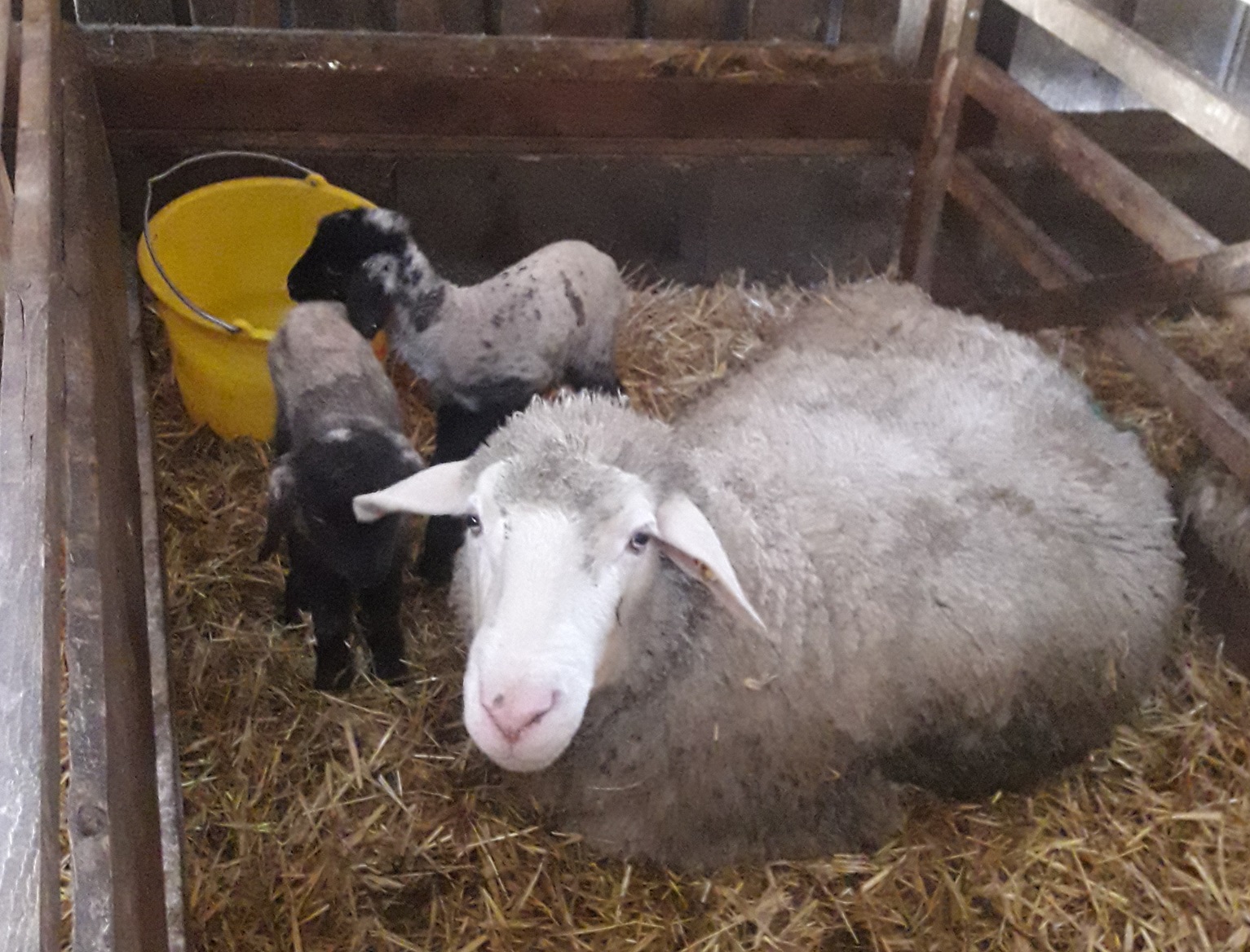mama mit zwilling laemmlein