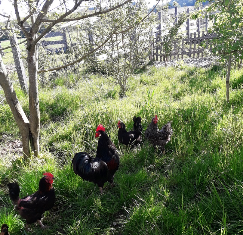 huehner im garten