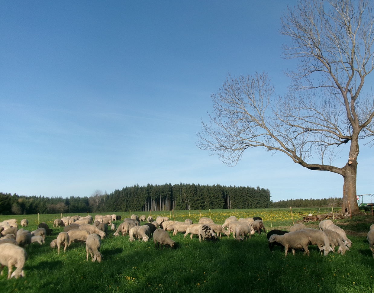 schafe auf weide