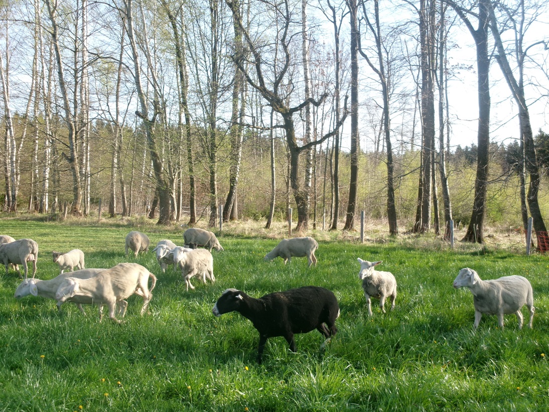 schafe auf weide