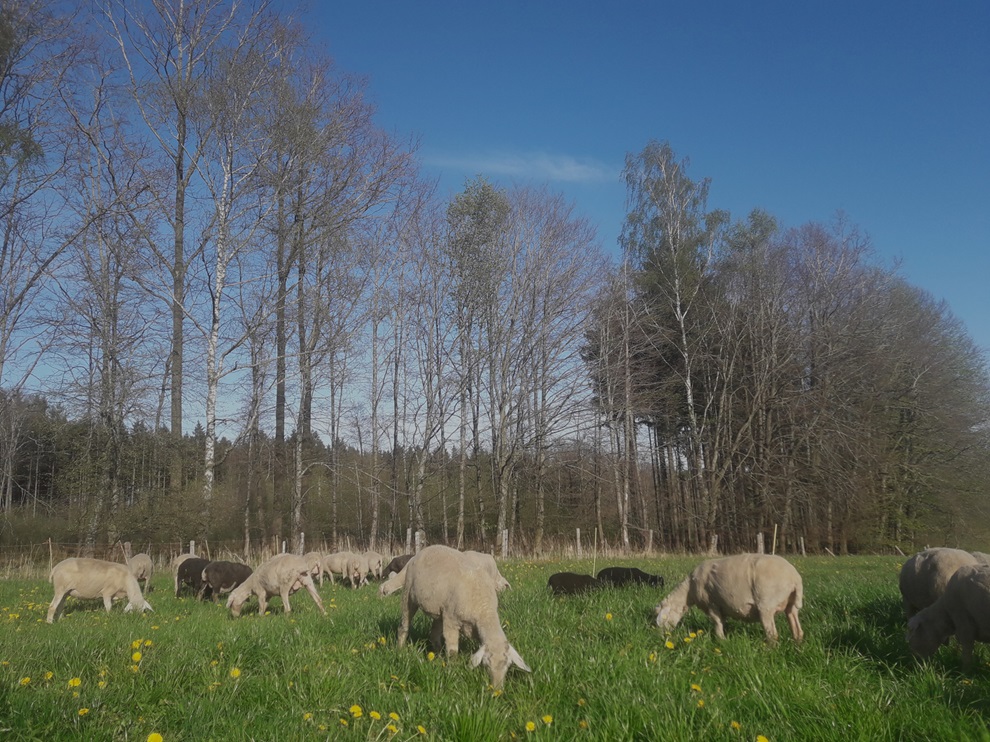 schafe auf weide