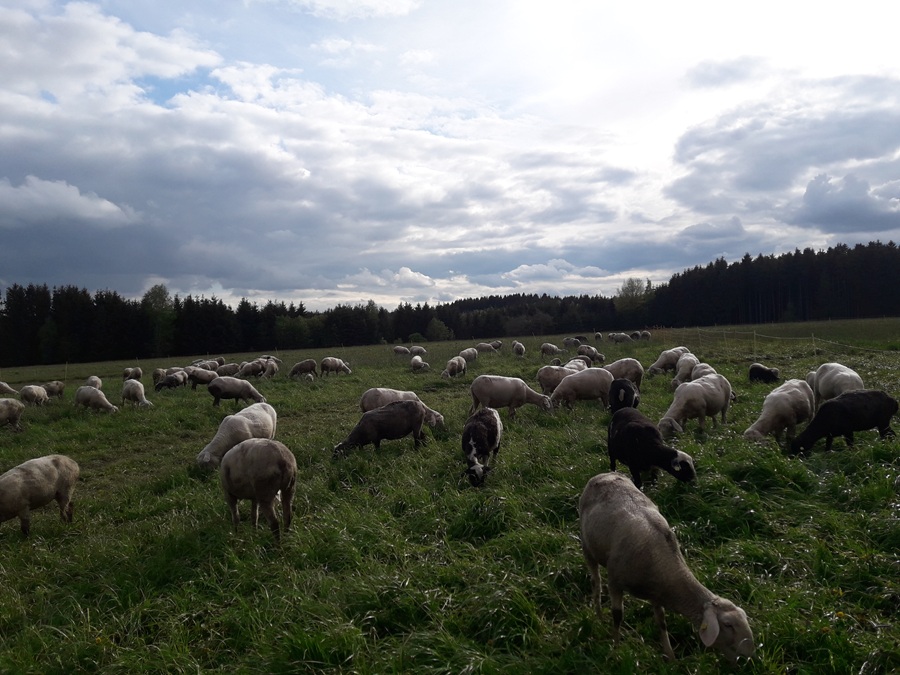 schafe auf weide