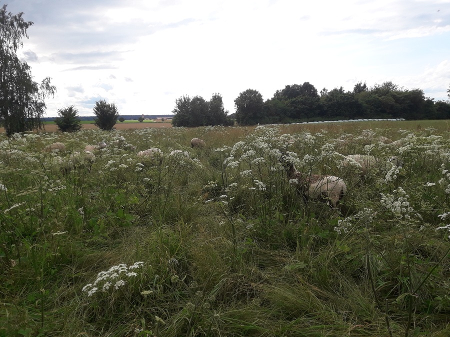 schafe auf weide