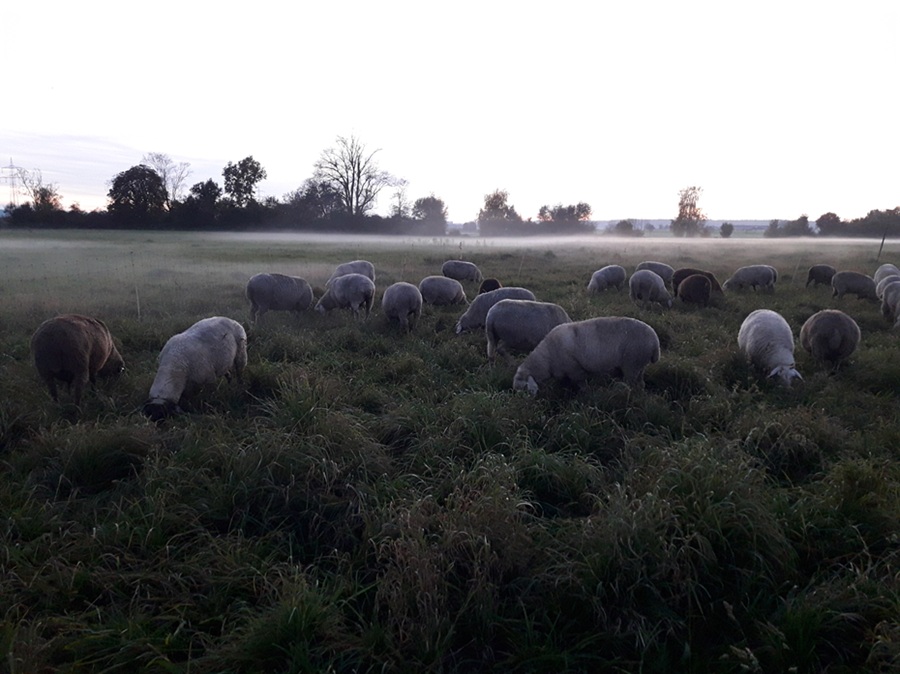 schafe auf weide