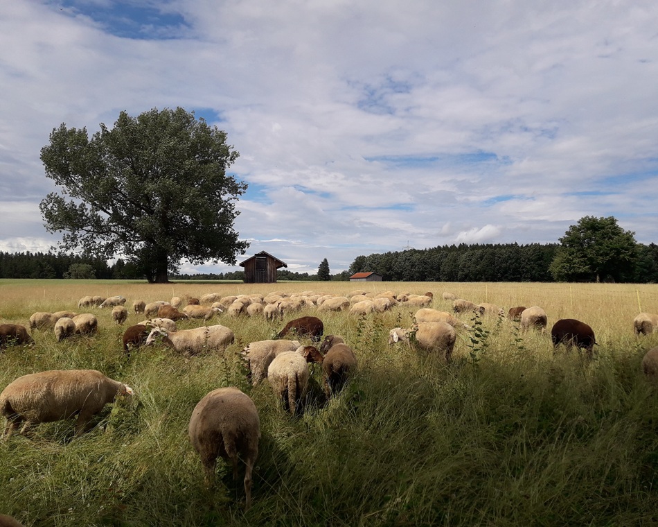 schafe auf weide