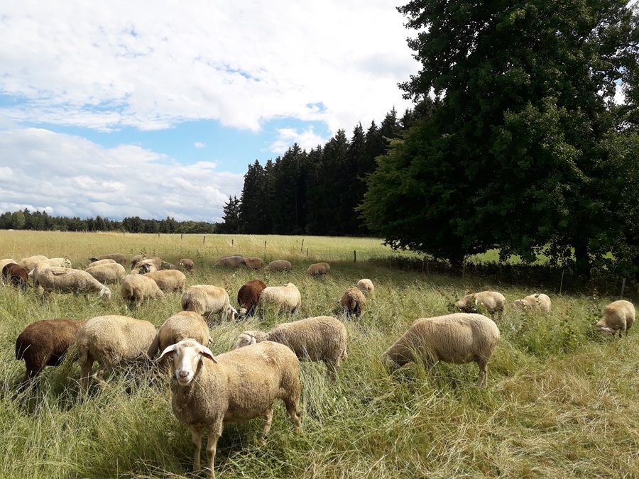 schafe auf weide
